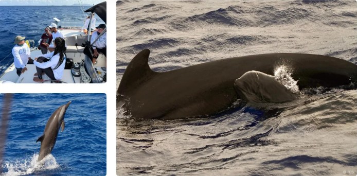 Hundreds of Whales and Dolphins Spotted During Scientific Expedition Around ABC Islands