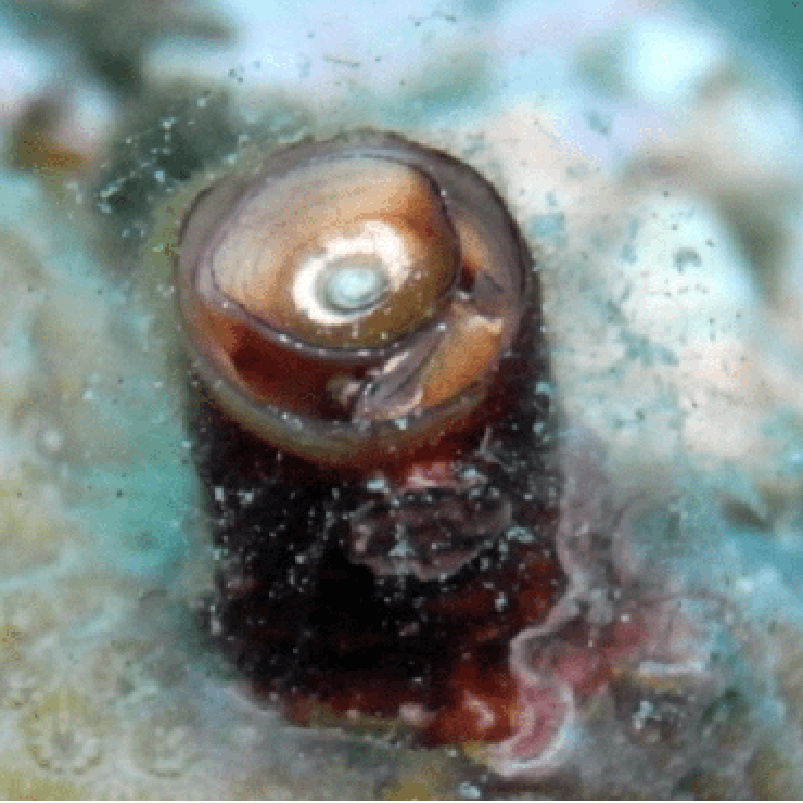 Newly found worm snail may pose a threat to Caribbean coral reefs